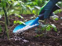 Methods of Fertilizers Application: How to Choose the Right One for Your Garden